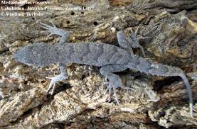 Attēlu rezultāti vaicājumam “Dactylorhiza russowii”