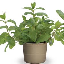 Attēlu rezultāti vaicājumam “Mentha spicata”