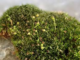 Attēlu rezultāti vaicājumam “Seligeria donniana”