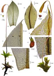 Attēlu rezultāti vaicājumam “Bryum capillare”