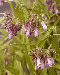 Attēlu rezultāti vaicājumam “Symphytum officinale flower”