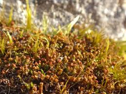 Attēlu rezultāti vaicājumam “Lophozia longidens”