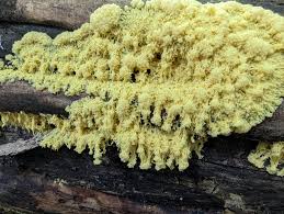 Attēlu rezultāti vaicājumam “Fuligo septica var. flava”