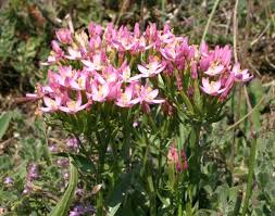 Image result for Centaurium erythraea
