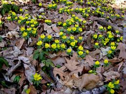 Attēlu rezultāti vaicājumam “Eranthis hyemalis”