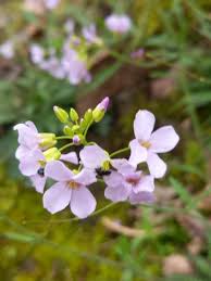 Attēlu rezultāti vaicājumam “Cardaminopsis arenosa flower”