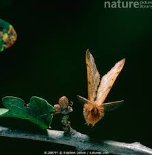 Attēlu rezultāti vaicājumam “Colotois pennaria”