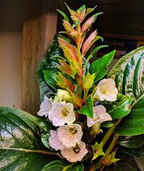 Image result for Sinningia