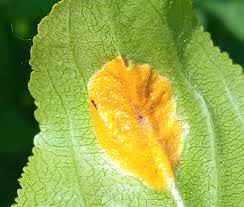 Attēlu rezultāti vaicājumam “Puccinia coronata”