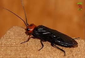 Attēlu rezultāti vaicājumam “Acantholyda erythrocephala”