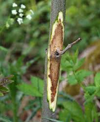 Attēlu rezultāti vaicājumam “Hymenoscyphus sp.”