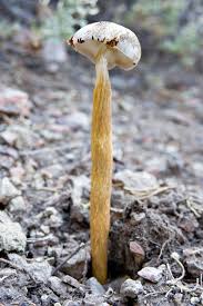 Attēlu rezultāti vaicājumam “Physarum penetrale stalked”