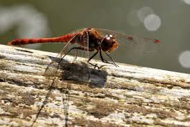 Attēlu rezultāti vaicājumam “Sympetrum”