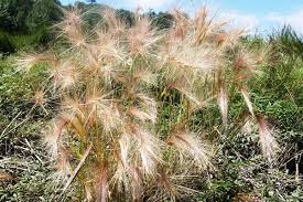 Attēlu rezultāti vaicājumam “Hordeum jubatum”