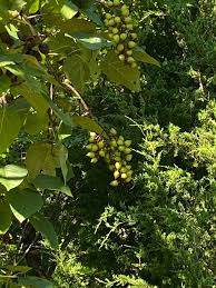 Attēlu rezultāti vaicājumam “Catalpa ovata fruit”