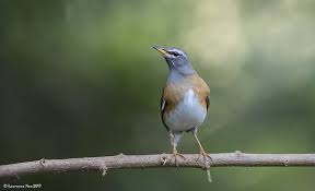 Image result for Turdus obscurus