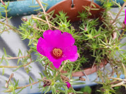 Attēlu rezultāti vaicājumam “Portulacaceae”