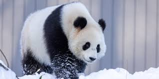 Image result for pandas