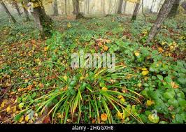 Attēlu rezultāti vaicājumam “Carex sylvatica flower”