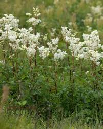 Attēlu rezultāti vaicājumam “Filipendula ulmaria”