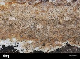 Attēlu rezultāti vaicājumam “Porotheleum fimbriatum”