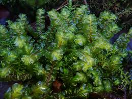 Attēlu rezultāti vaicājumam “Plagiochila asplenioides”