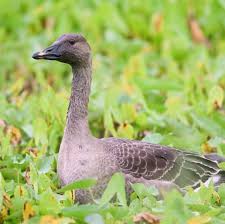 Attēlu rezultāti vaicājumam “Anser serrirostris”