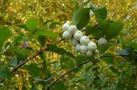 Attēlu rezultāti vaicājumam “Symphytocarpus impexus”