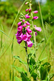 Attēlu rezultāti vaicājumam “Lathyrus tuberosus leaf”