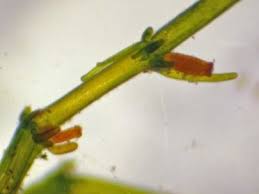 Attēlu rezultāti vaicājumam “Chara contraria”