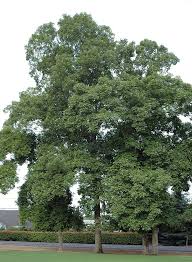 Attēlu rezultāti vaicājumam “Carya ovata leaf”
