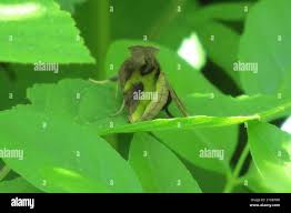 Attēlu rezultāti vaicājumam “Diachrysia tutti”