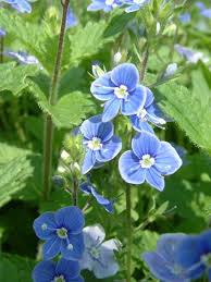 Image result for Veronica chamaedrys