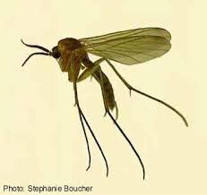 Attēlu rezultāti vaicājumam “Mycetophilidae”