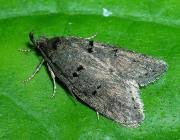 Attēlu rezultāti vaicājumam “Luquetia lobella”