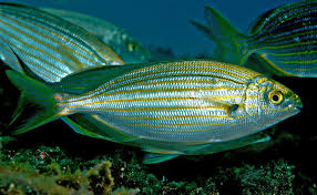 Image result for Sarpa salpa