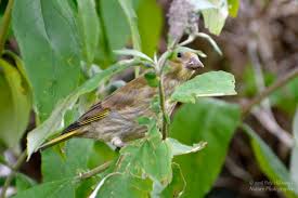 Attēlu rezultāti vaicājumam “Chloris chloris female”