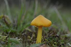 Attēlu rezultāti vaicājumam “Hygrocybe acutoconica”