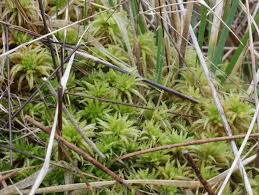 Attēlu rezultāti vaicājumam “Sphagnum fallax sporophyte”
