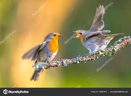 Attēlu rezultāti vaicājumam “Erithacus rubecula juvenile”
