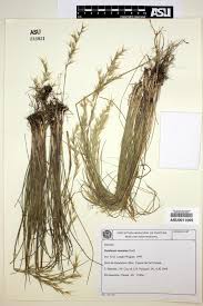 Attēlu rezultāti vaicājumam “Danthonia decumbens bud”