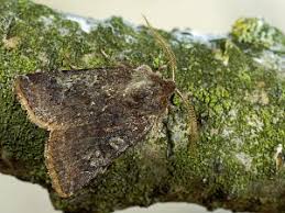 Attēlu rezultāti vaicājumam “Cerastis leucographa”