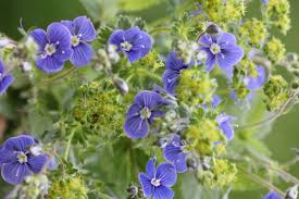 Attēlu rezultāti vaicājumam “Veronica officinalis leaf”