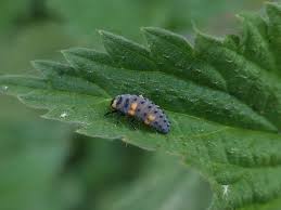 Attēlu rezultāti vaicājumam “Coccinella septempunctata larva”