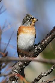 Attēlu rezultāti vaicājumam “Fringilla montifringilla male”