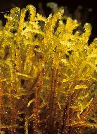 Attēlu rezultāti vaicājumam “Hamatocaulis vernicosus”