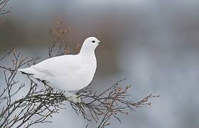 Attēlu rezultāti vaicājumam “Lagopus lagopus female”