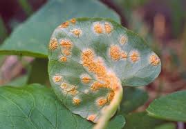 Attēlu rezultāti vaicājumam “Uromyces dactylidis”