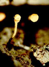 Attēlu rezultāti vaicājumam “Sclerophora coniophaea”