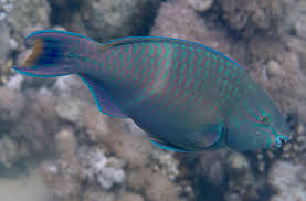 Image result for Scarus fuscopurpureus